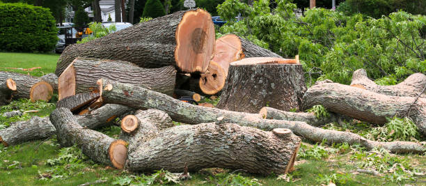 How Our Tree Care Process Works  in  Conroe, TX